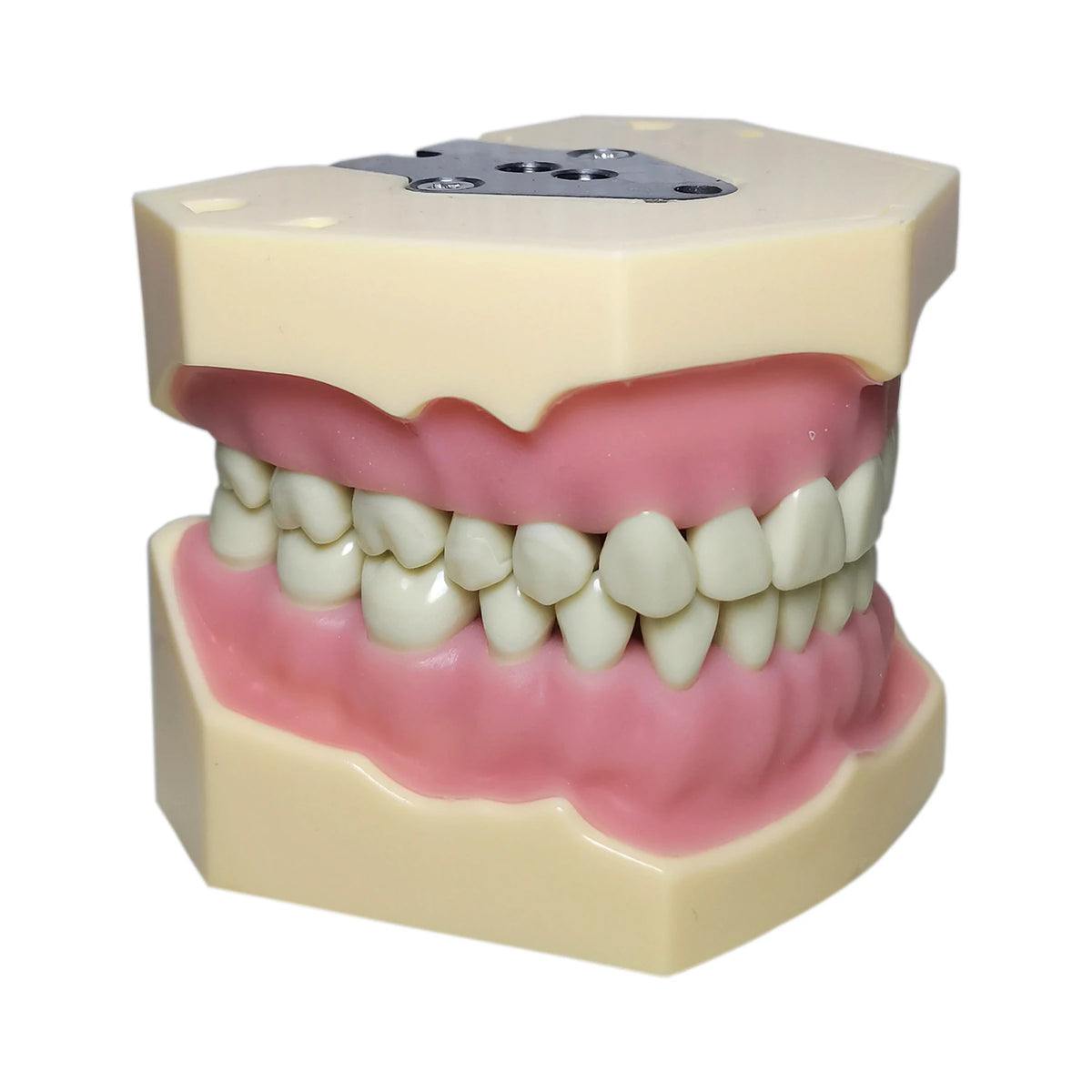 Typodont de 32 dientes