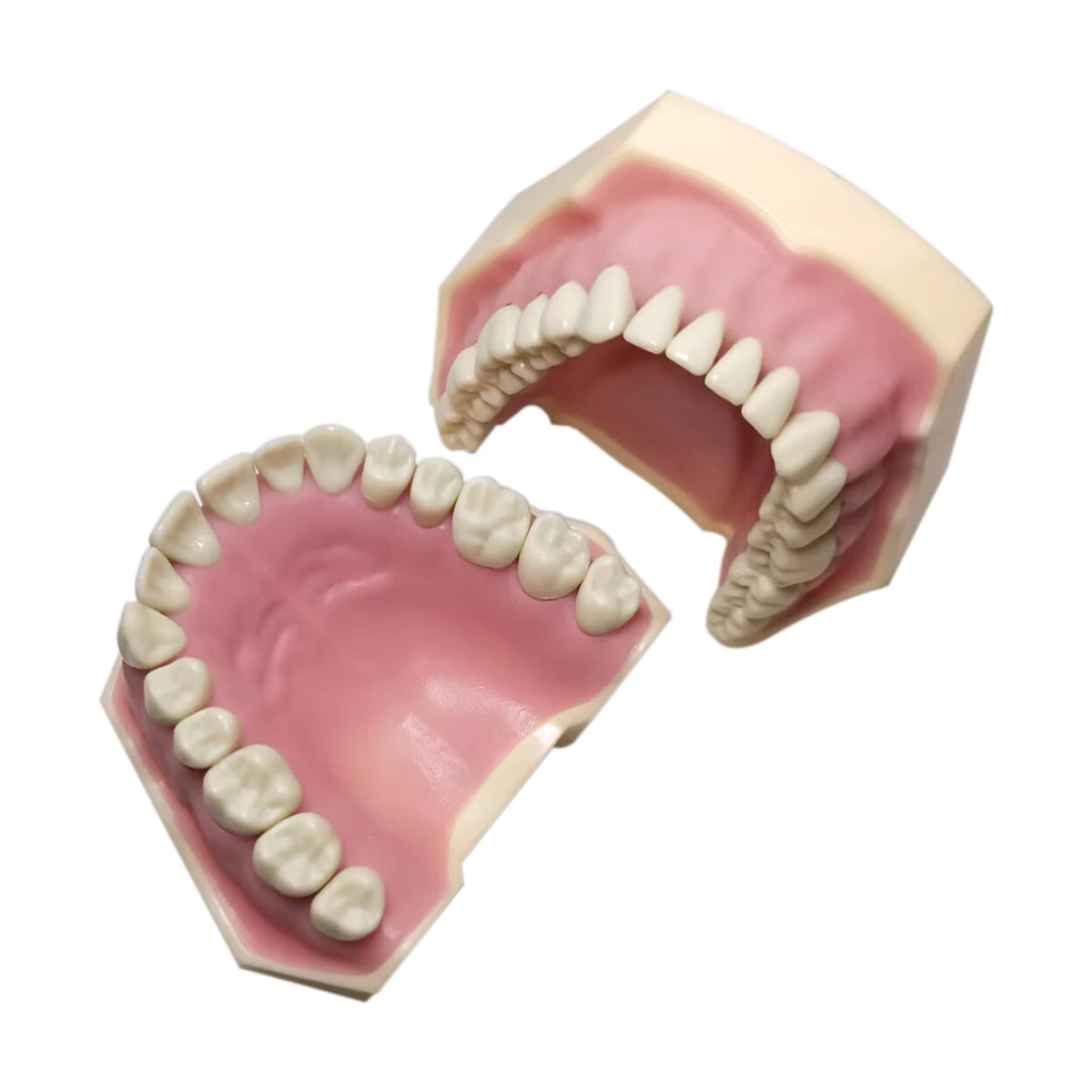 Typodont de 32 dientes