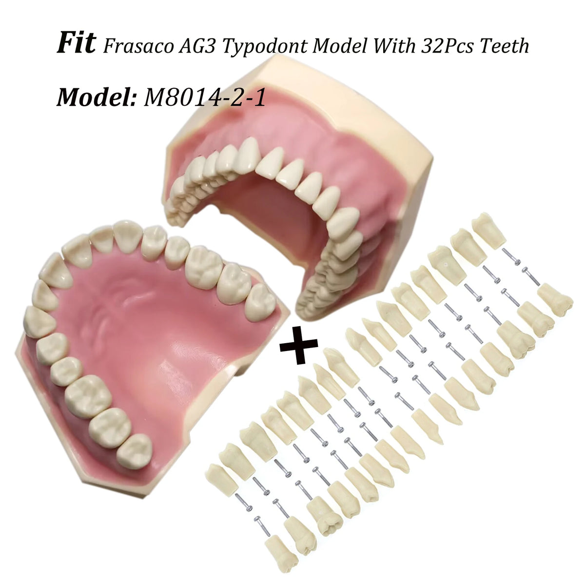 Typodont de 32 dientes