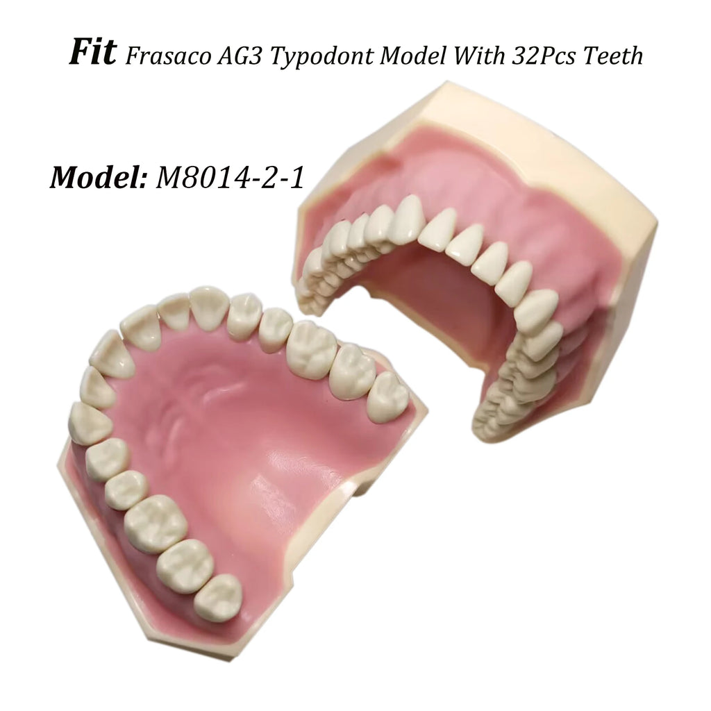 Typodont de 32 dientes