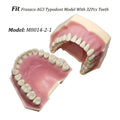 Typodont de 32 dientes