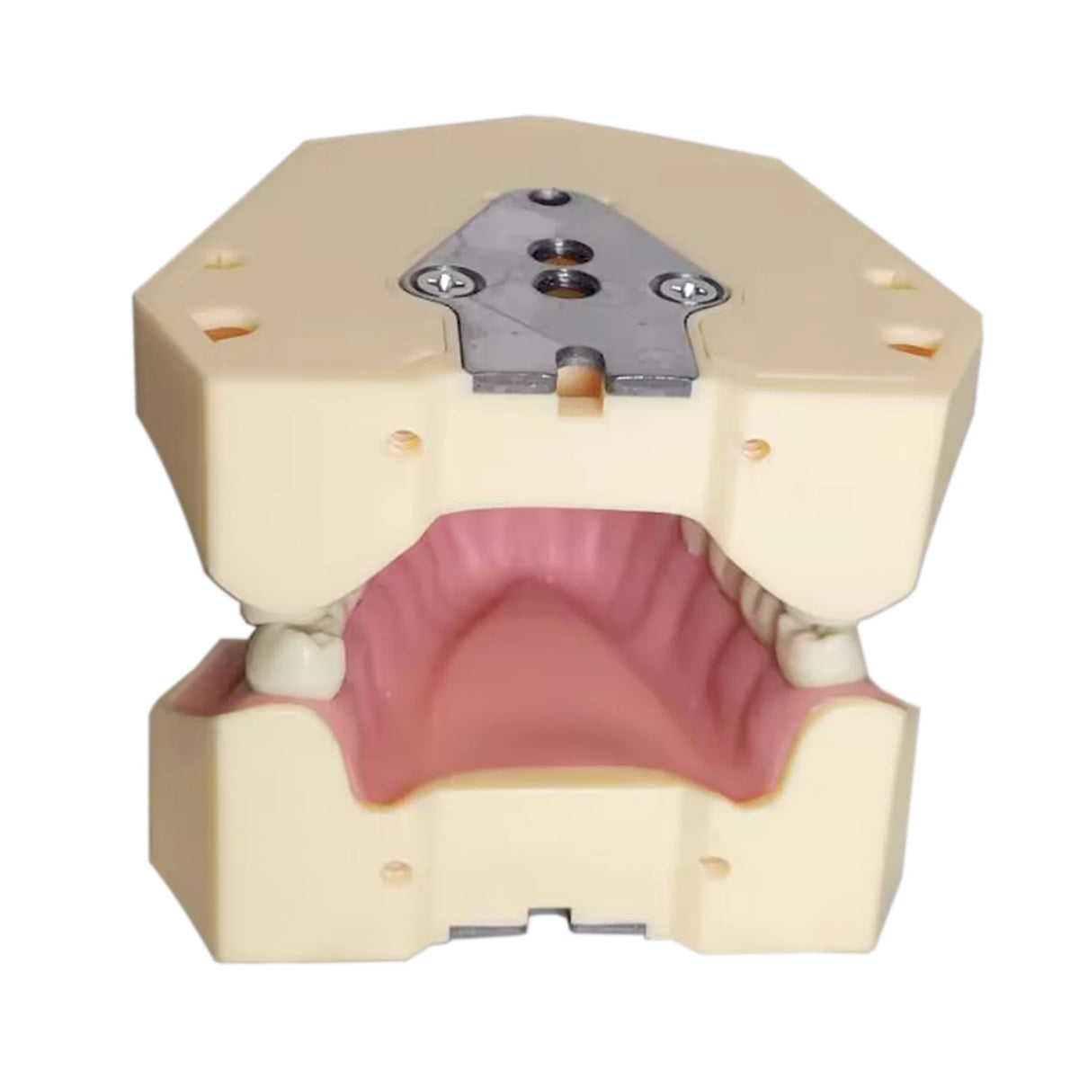 Typodont de 32 dientes