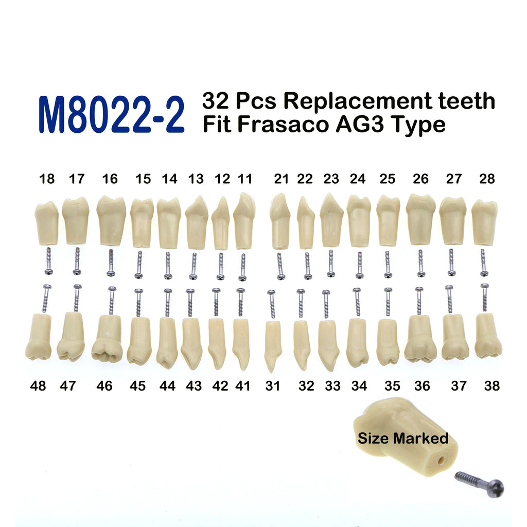 Typodont de 32 dientes